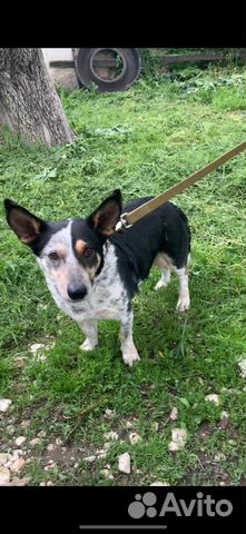 Ищет дом не большая Собачка Лика