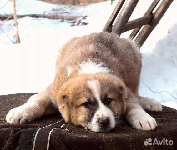 Алабай щенок мальчик