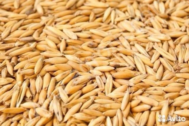 Продам пшеницу, ячмень купить на Зозу.ру - фотография № 1