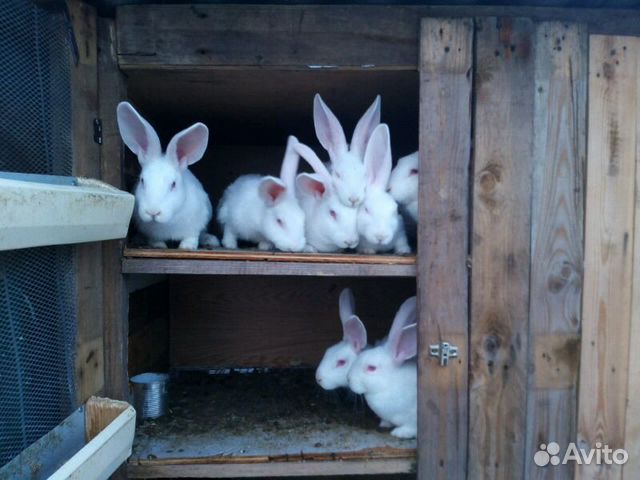 Кролики, белые великаны купить на Зозу.ру - фотография № 2