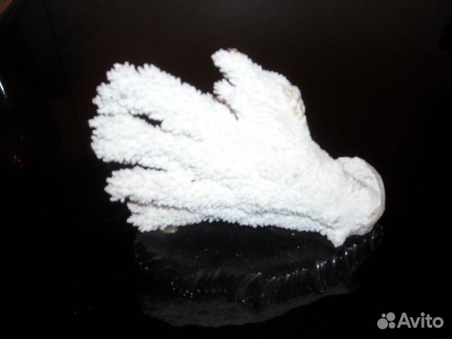 Коралл большой натуральный на подставке Коралл большой натуральный на подставке