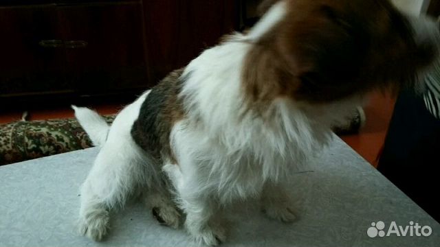 Стрижка собак и кошек