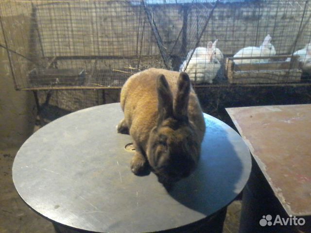 Кролики нзб,нзк и их помиси купить на Зозу.ру - фотография № 2