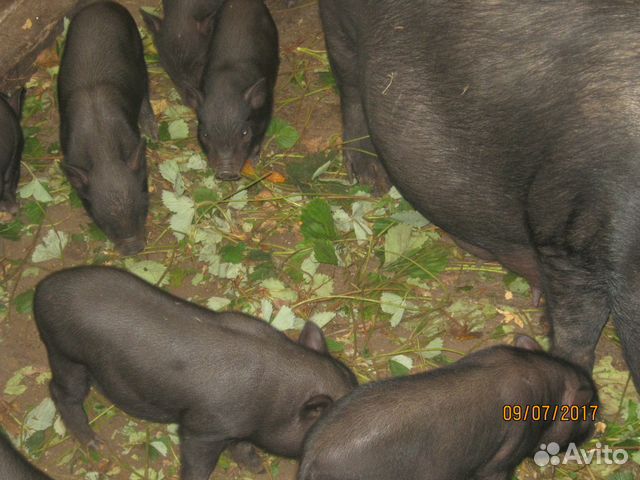 Продаю вьетнамских свиней купить на Зозу.ру - фотография № 1