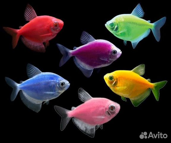 Декоративные аквариумные рыбки купить на Зозу.ру - фотография № 8