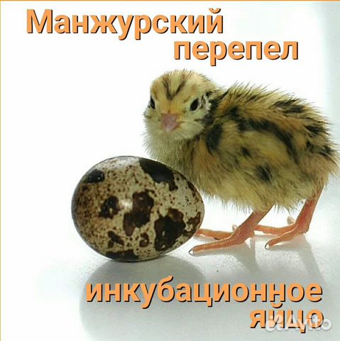 Перепелиное яйцо (инкубационное) купить на Зозу.ру - фотография № 1