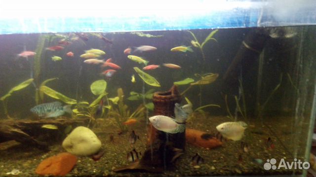 Декоративные рыбки для аквариумов и бассейнов купить на Зозу.ру - фотография № 5
