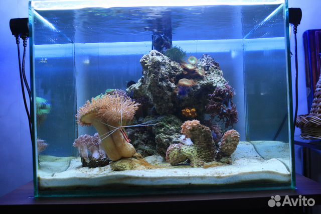Морской аквариум 150 литров купить на Зозу.ру - фотография № 1