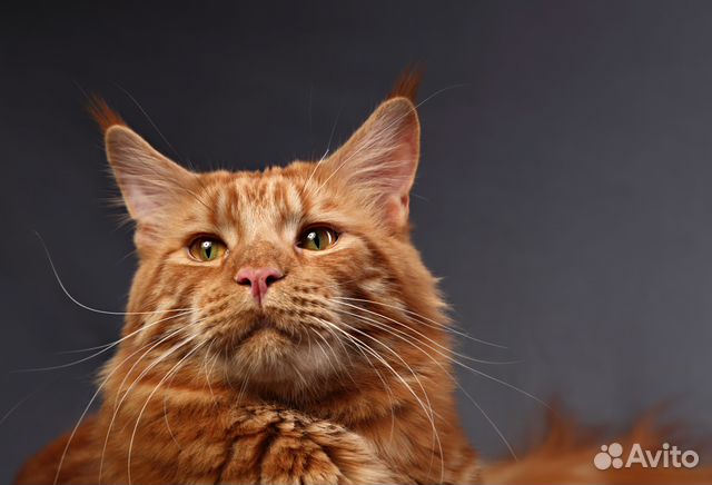 Мейнкун кот красный солид окраса d для вязки купить на Зозу.ру - фотография № 1