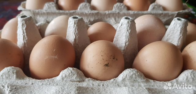 Купить инкубационное яйцо в курской области. Сколько стоит инкубационное яйцо пингвина. Инкубационное яйцо купить на Зозу. Ру Росс 308. Инкубационное яйцо купить в Волгограде. Инкубационное яйцо купить в Свердловской области.