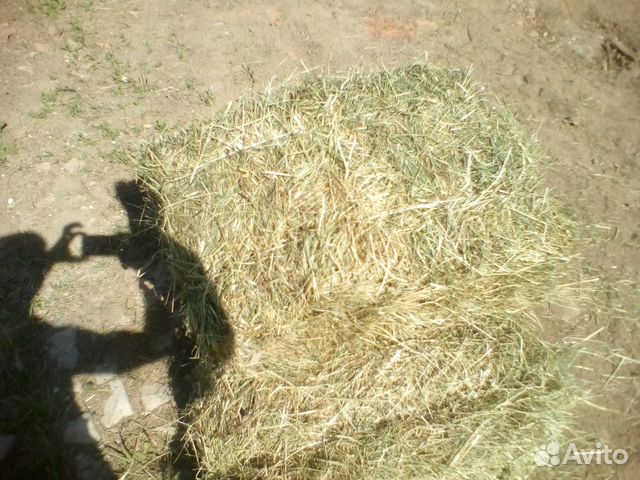 Зерно, сено, свежий урожай, доставка купить на Зозу.ру - фотография № 8