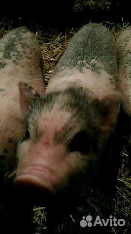 Поросята вьетнамских вислобрюхих свиней купить на Зозу.ру - фотография № 6