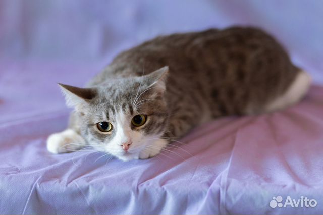 Кот Мотя в самые добрые руки Кот Мотя в самые добрые руки
