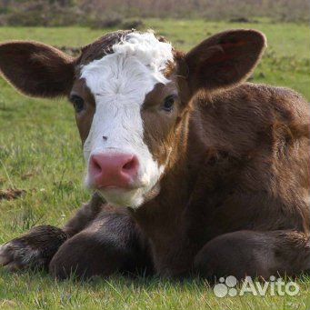 Продам корову стельную купить на Зозу.ру - фотография № 1