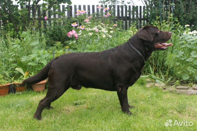 Кобель для вязки