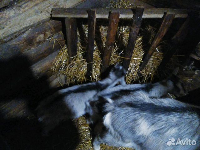 Продаю коз, козлят и козье молоко купить на Зозу.ру - фотография № 4