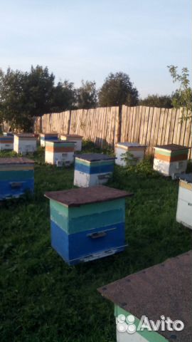 Продаю пчелосемьи и пчелопакеты купить на Зозу.ру - фотография № 1