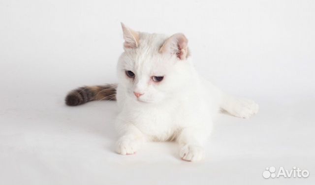 Кошка Халея