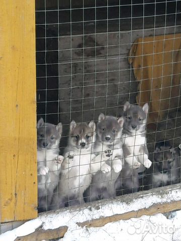 Западно сибирская лайка для охоты Западно сибирская лайка для охоты