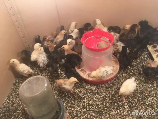 Суточные и подрощенные цыплята кур несушек купить на Зозу.ру - фотография № 5