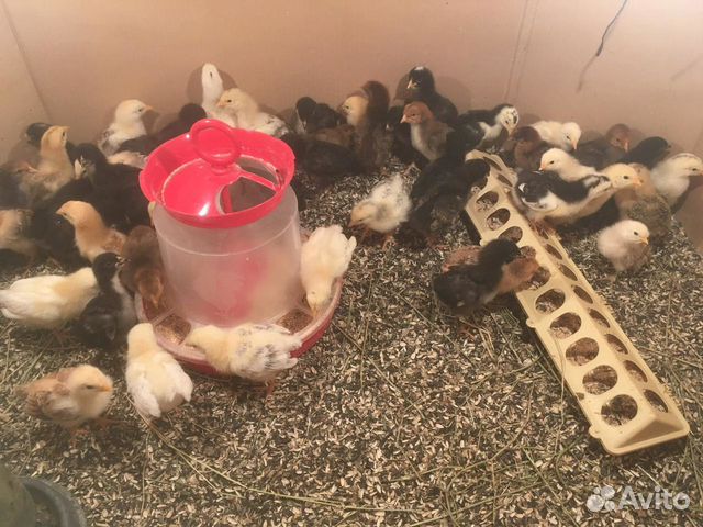 Суточные и подрощенные цыплята кур несушек купить на Зозу.ру - фотография № 3