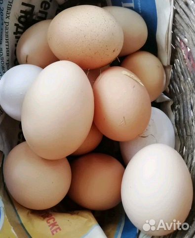 Яйца от домашних курочек