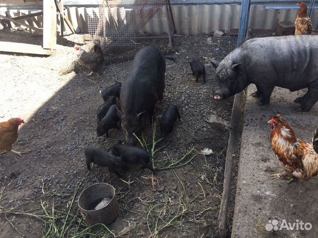 Вьетнамск вислобрюхий поросенок