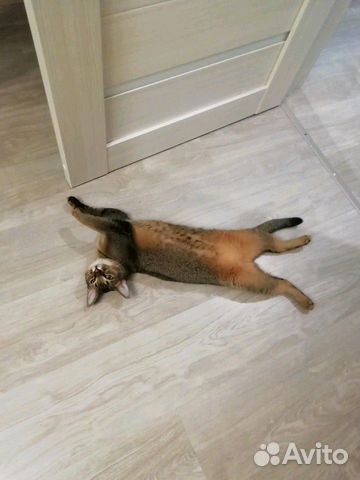Кошка ищет котика