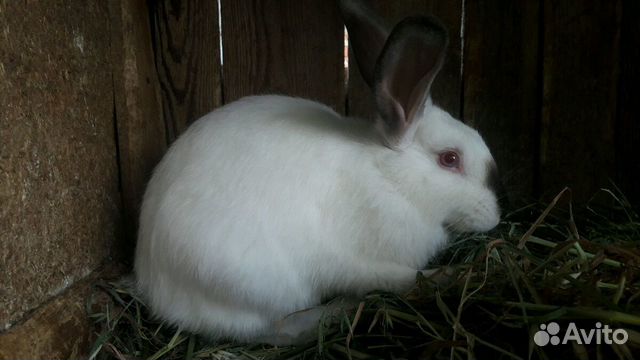 Калифорнийские Кролики Купить В Нижегородской Области Починки