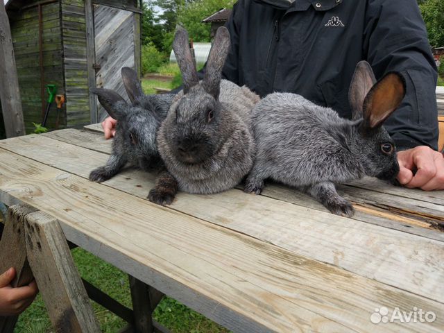 Кролик породы серебристый купить на Зозу.ру - фотография № 3