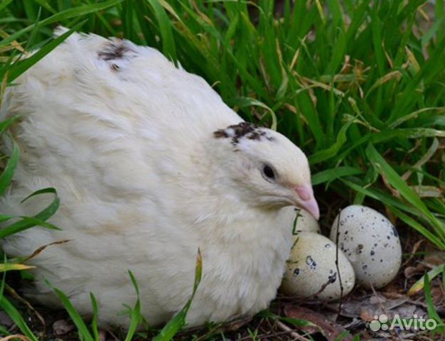 Инкубационное яйцо и Техасские перепелята купить на Зозу.ру - фотография № 6