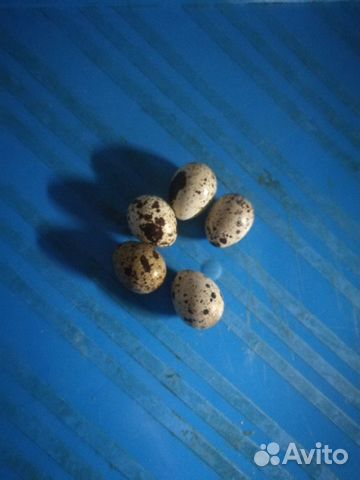 Продам перепелиные яйца купить на Зозу.ру - фотография № 1