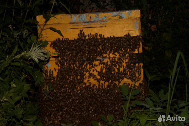 Пчелы, матки нового года купить на Зозу.ру - фотография № 1