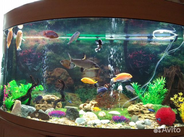 Продам аквариум на 350л купить на Зозу.ру - фотография № 2