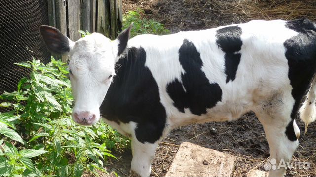 Тёлочка от высокоудойной коровы купить на Зозу.ру - фотография № 2