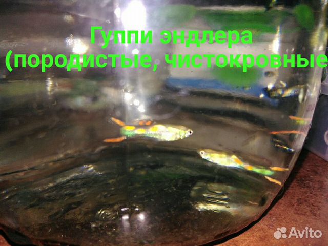 Продаю аквариумных рыбок и улиток купить на Зозу.ру - фотография № 2