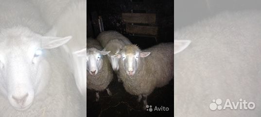 Козы Овцы купить на Зозу.ру - фотография № 1