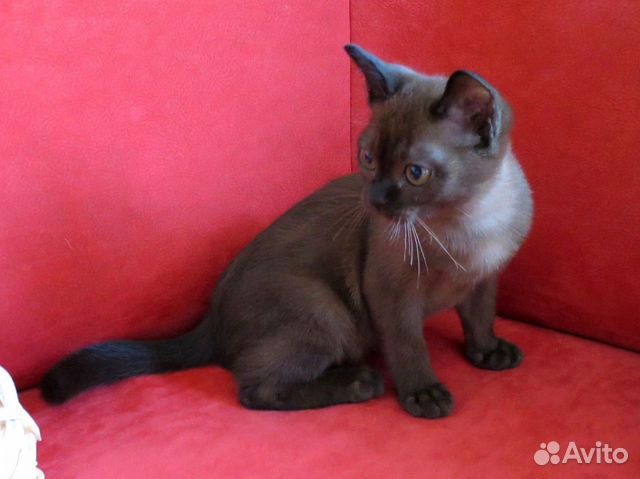 Роскошная бурма Роскошная бурма