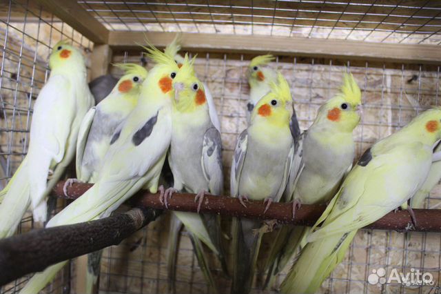Попугаи домашнего разведения, птенцы купить на Зозу.ру - фотография № 7
