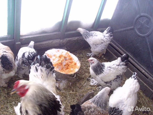 Инкубационное яйцо и куры с питомника купить на Зозу.ру - фотография № 6