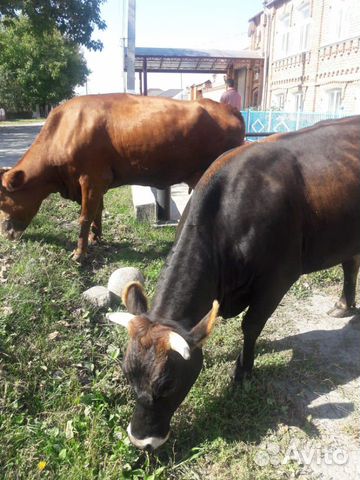 Коровы купить на Зозу.ру - фотография № 7
