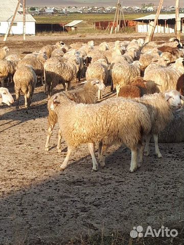 Валушки (овцы, бараны, ягнята) купить на Зозу.ру - фотография № 2