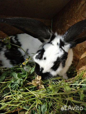 Кролики крупные породистые купить на Зозу.ру - фотография № 5