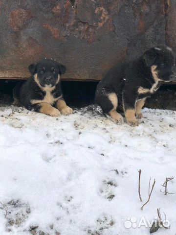 Дворовые собаки купить на Зозу.ру - фотография № 1