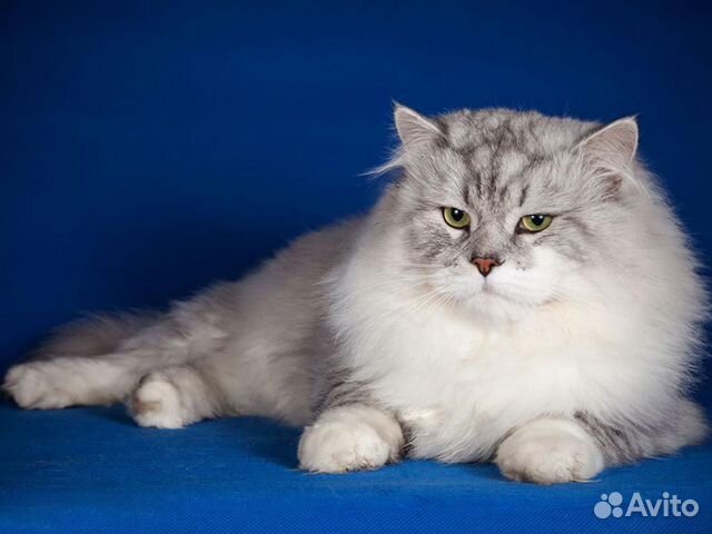 Сибирская Кошка Фото И Цена