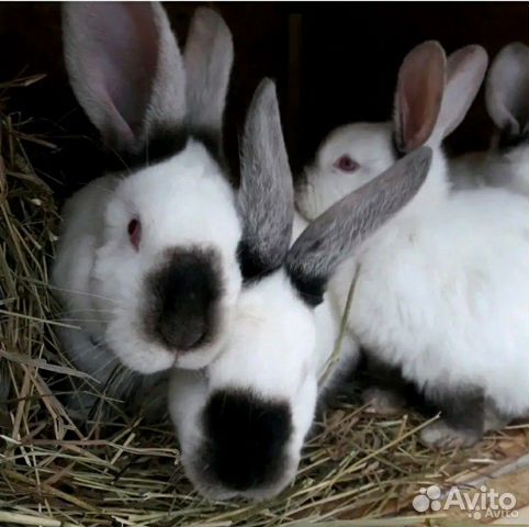 Кролики продам купить на Зозу.ру - фотография № 2