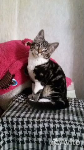 Отдам котенка-девочку