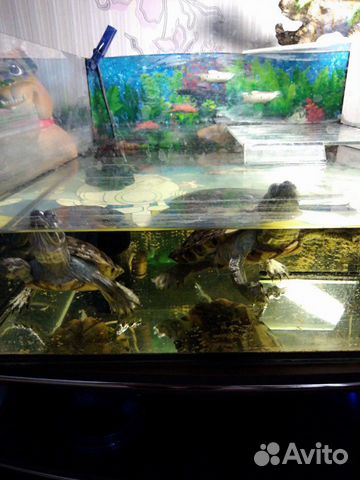 Две Красноухие черепахи с аквариумом и фильтром купить на Зозу.ру - фотография № 2