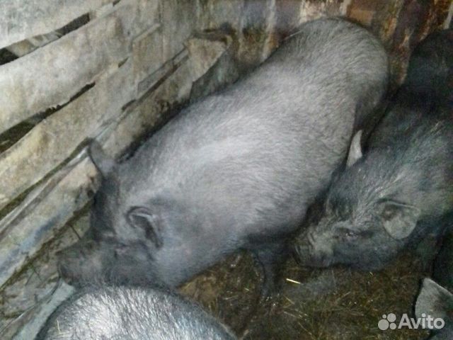 Вьетнамские вислобрюхие свиньи купить на Зозу.ру - фотография № 1