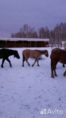 Лошади, жеребята купить на Зозу.ру - фотография № 3